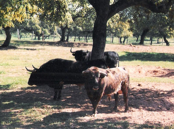 Concha y Sierra