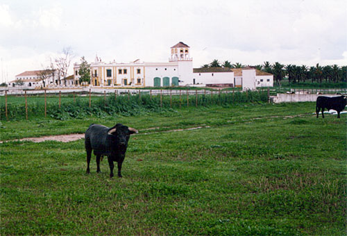 Bucaré