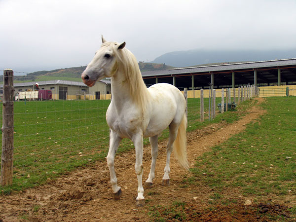 Pablo Hermoso de Mendoza