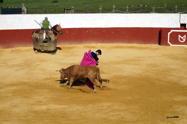 Núñez del Cuvillo