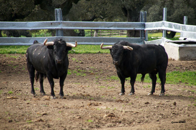 El Tajo y La Reina