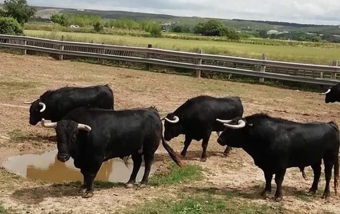 Ganadería Pincha