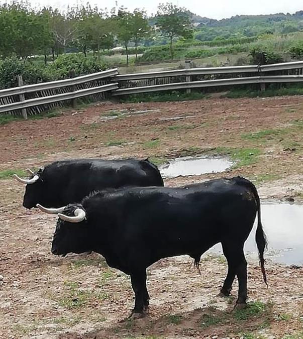 Ganadería Pincha