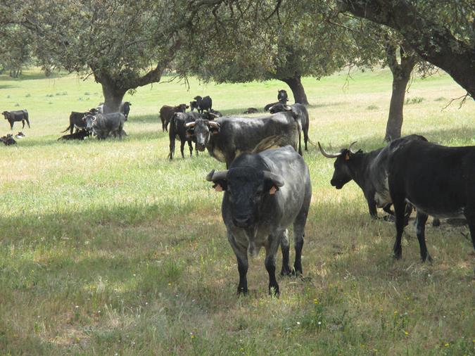 Finca Pablo Mayoral