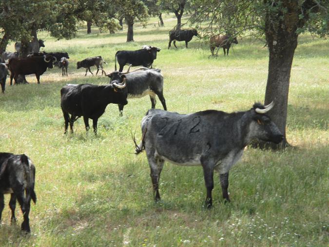 Finca Pablo Mayoral