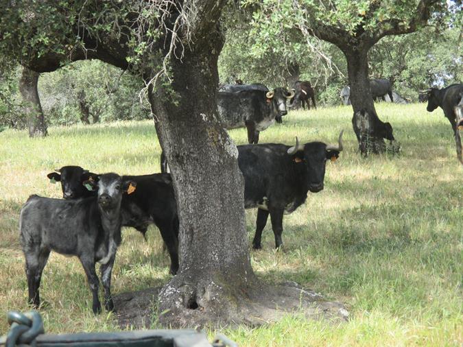 Finca Pablo Mayoral