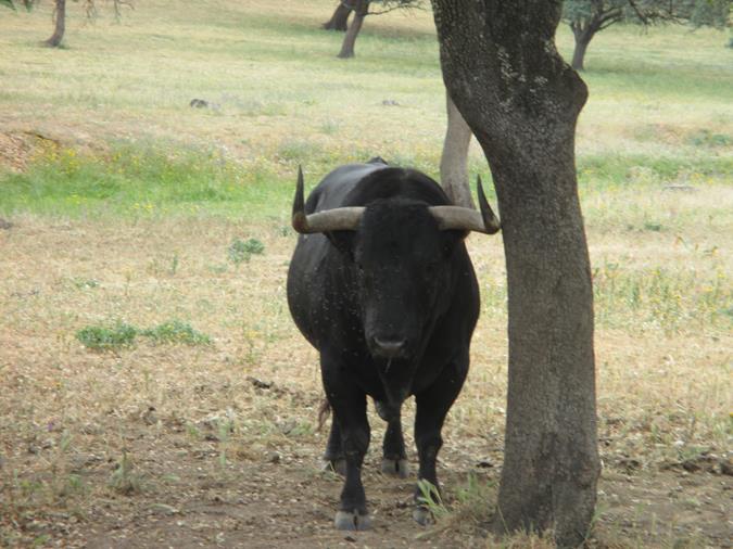 Finca Pablo Mayoral