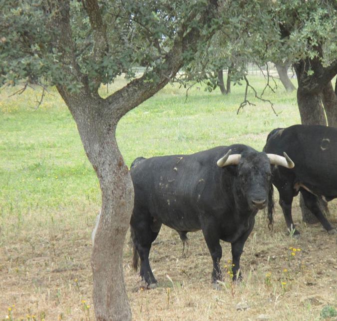 Finca Pablo Mayoral