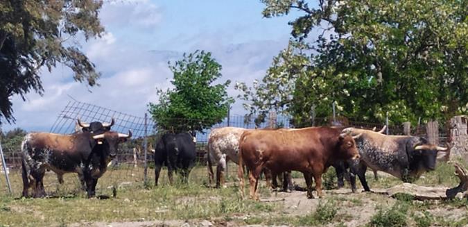 Finca Peñajara de Casta Jijona