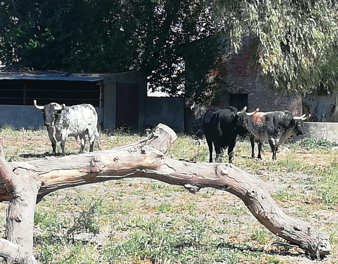 Finca Peñajara de Casta Jijona