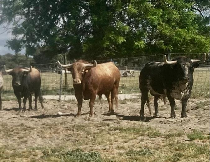 Finca Peñajara de Casta Jijona