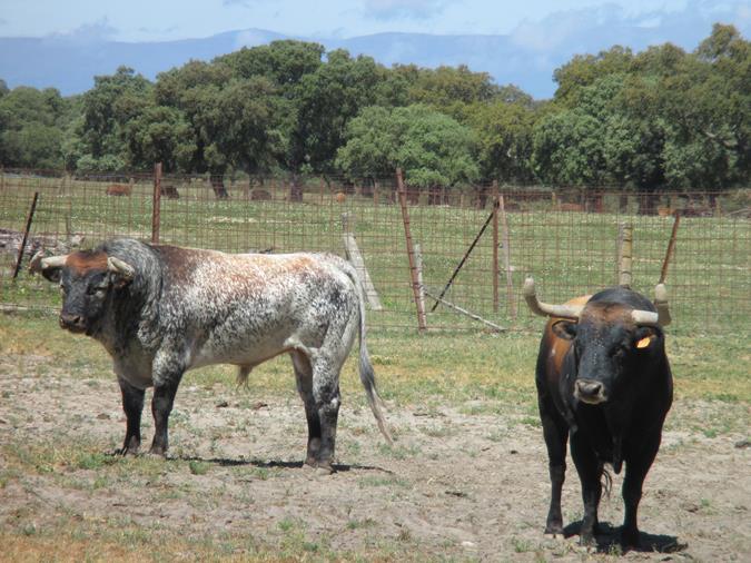 Finca Peñajara de Casta Jijona