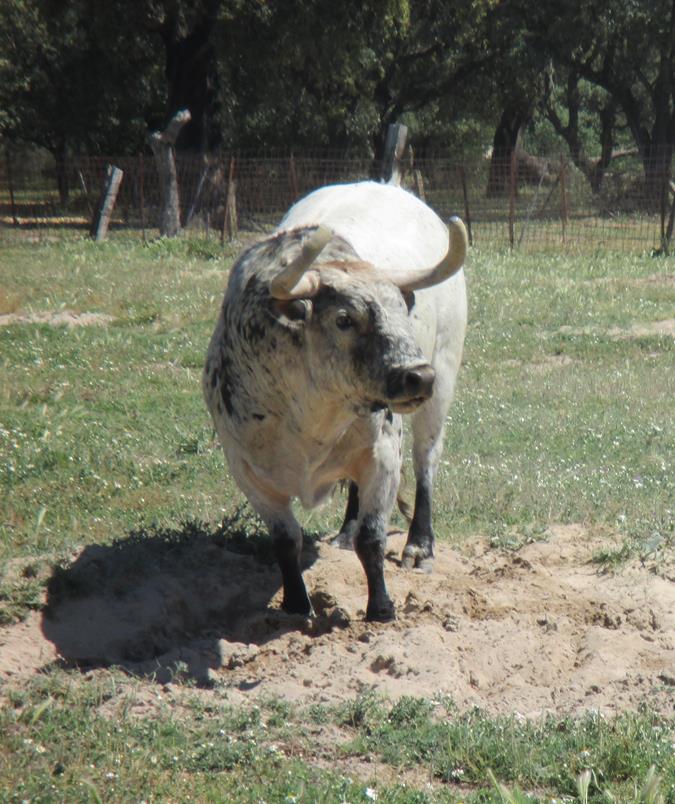 Finca Peñajara de Casta Jijona