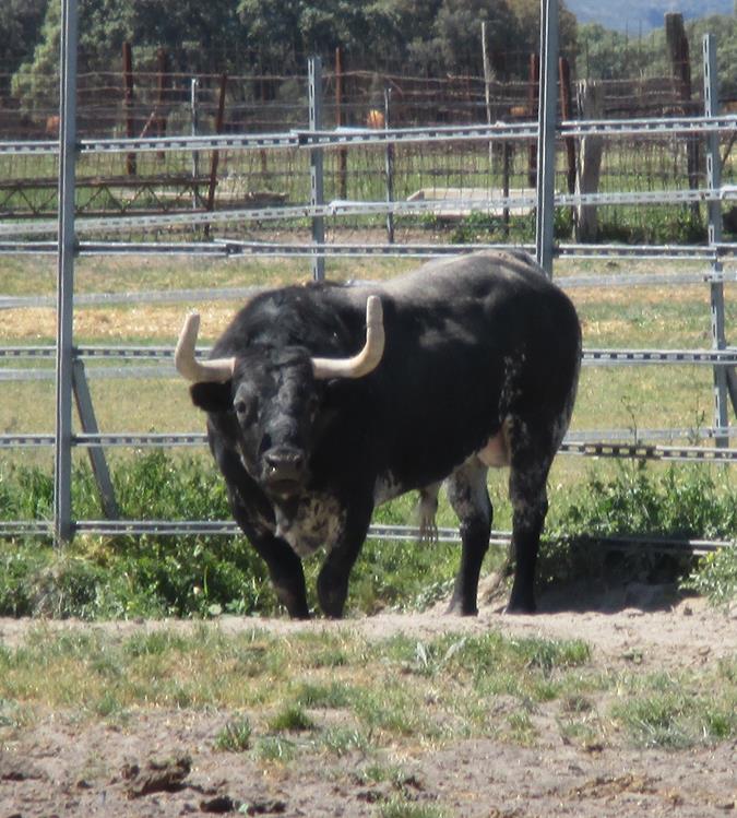 Finca Peñajara de Casta Jijona