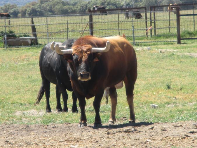 Finca Peñajara de Casta Jijona