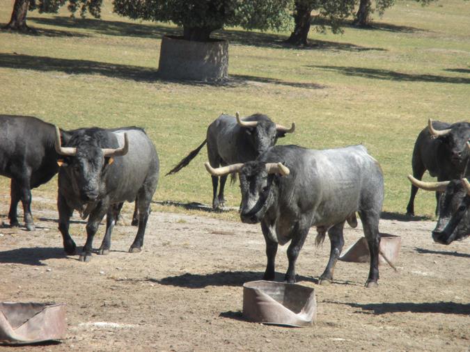 Finca José Escolar Gil