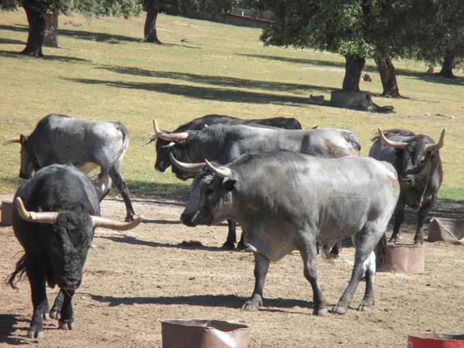 Finca José Escolar Gil