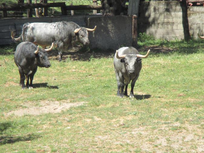 Finca José Escolar Gil