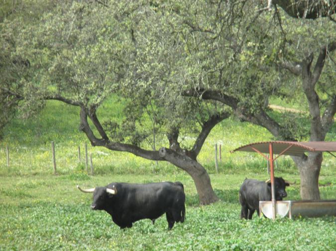 Finca Murteira Grave