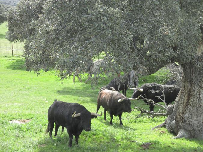 Finca Puerto San Lorenzo