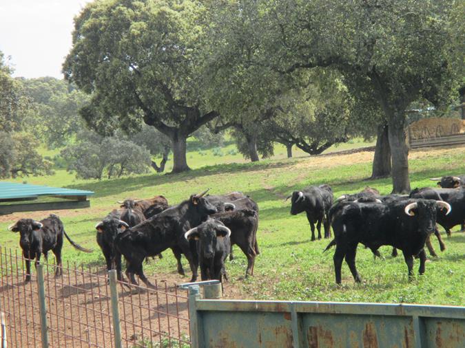 Finca San Pelayo