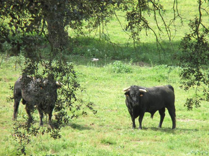 Finca San Pelayo