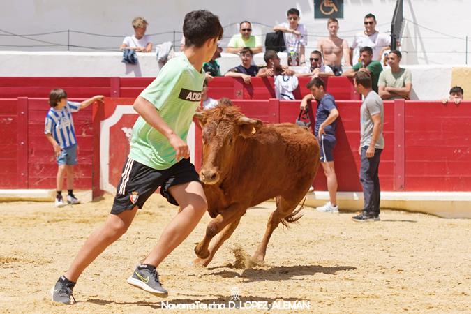 Suelta de vaquillas