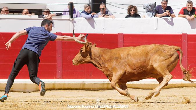 Suelta de vaquillas