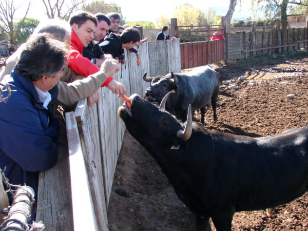 Dando de comer a los animales